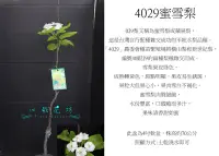 在飛比找Yahoo!奇摩拍賣優惠-心栽花坊-4029蜜雪梨/蜜雪梨/梨子/嫁接苗/水果苗/售價