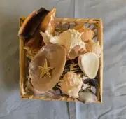 Collection Of Sea Shells In Wicker Basket