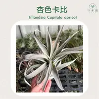 在飛比找蝦皮商城精選優惠-三木空鳳農場出品  Tillandsia Capitata 