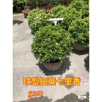 在飛比找蝦皮購物優惠-霏霏園藝球型細葉七里香 $360 7吋盆