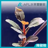 在飛比找蝦皮購物優惠-APL水草實驗室 - 練功用辣椒榕神秘草 無品系辣椒榕 圓葉