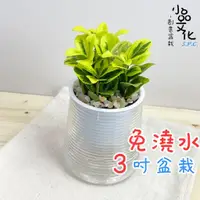 在飛比找蝦皮商城優惠-【小品文化】大葉柾木【現貨】3吋山形免澆水盆栽 室內植物 室