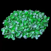 Green Ark White Shells For Crafts Art Decor Natural Sea Shell approx.100 pcs