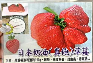 [日本奶油草莓盆栽 真飽草莓 巨無霸草莓盆栽 超大草莓] 4-5寸盆 新品種草莓苗 ～季節限定~ 先確認有沒有貨再下標!