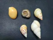 #9 Florida land snail shells mixed lot of 5 different 28mm - 50mm