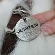 Pet Tag, Custom Dog Tag Cat Tag, Jupiter Dog Tag for Collar