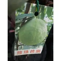 在飛比找蝦皮購物優惠-芭樂 各種最新品種 0972818052