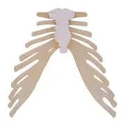 1:1 Human Skeleton Anatomical Model Human Sternum Model Teaching Aid for School