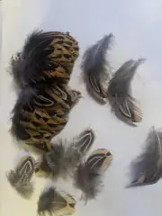 PHEASANT FEATHERS 150 HACKLE LOOSE HAND SELECTED FLYS ARTS AND CRAFTS