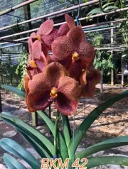 Set of 5 orchids!! Vanda Orchid (Fuchs Harvest Moon x Bitz’s Heartthrobs) Seedli