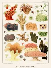 12788.Poster print.Room Wall design.1893 Great Barrier Australian Reef Map.Coral