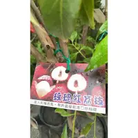 在飛比找蝦皮購物優惠-新品種玫瑰紅荔枝高壓苗 高度60-80公分 一棵500元
