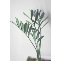 在飛比找蝦皮購物優惠-【塊根小農】ENCEPHALARTOS HORRIDUS 霸