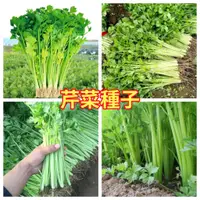 在飛比找蝦皮購物優惠-【芹菜種子】四季小香芹種子 四季播種 蔬菜種子 發芽率高