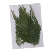 12pc Pressed Dry Fern Leaves Dried Flowers DIY Phone Case