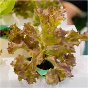 Lettuce - Mignonette Bronze seeds