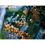 檸檬樹莊園 PACAMARA 蜜處理/衣索比亞 玫瑰荔荔 日曬/耶加雪夫Ｚ零瑕疵 水洗 /西達摩 花后 厭氧日曬100G