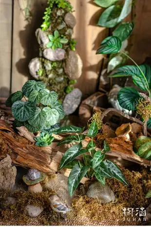 掬涵仿真高檔彩葉芋蕨類植物把束綠植背景墻花藝配材插花森系裝飾