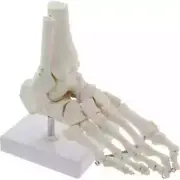 1:1 Human Foot Skeleton Anatomy Model Medical Science Teaching Resources Tools
