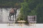 3D River Elk Wallpaper Wall Mural Removable Self-adhesive 150