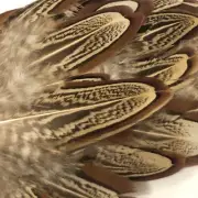 25 Pcs 3” - 4” Natural Wild Ringneck Pheasant Feathers Almond & Church Window