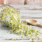 Broccoli Sprout Seeds