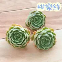 在飛比找蝦皮購物優惠-🌵✧植得栽✦【桃樂絲】景天科/韓國多肉/多肉植物/多肉/韓國