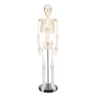 在飛比找蝦皮商城優惠-美術藝用醫學標準85CM人體骨骼模型骨骼骨架教學模型 MGG