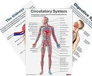 Anatomy Posters For Walls,16X Nervous Posters - Comprehensive Educational Anatomical Charts For Studying Teaching Students