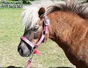 Rhinegold Unicorn Padded Headcollar and Matching Leadrope Set