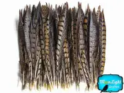 10 pieces - 12-14" NATURAL Lady Amherst Pheasant Tail Feathers