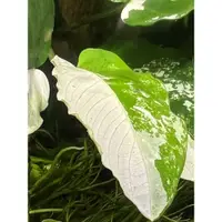 在飛比找蝦皮購物優惠-熊貓榕Anubias barteri var. caladi