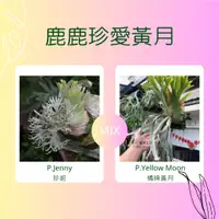 在飛比找蝦皮商城精選優惠-鹿鹿好可愛🦌 🌱【鹿鹿珍愛黃月 】獨家鹿角蕨🌱 珍妮+黃月交