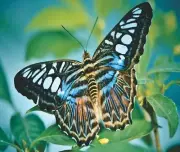 BUTTERFLY BLUE TAN COMPUTER MOUSE PAD 9 x 7