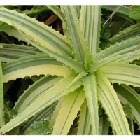 在飛比找蝦皮購物優惠-Aloe arborescens 'Variegate' 八