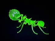 Uranium Glass Vaseline Glass Leaf Cutter Ant