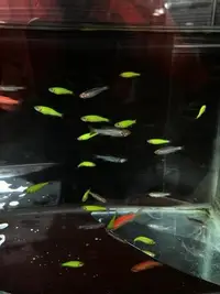 在飛比找Yahoo!奇摩拍賣優惠-【彩蝦屋】   螢光斑馬魚專用飼料 粉紅仙子 黃金仙子 新手