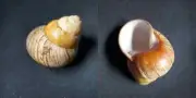 #11 Cochlostyla Ticaonica, Calatrava Negros Philippines 61mm land snail shell