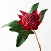 Artificial Australian Native Waratah Stem - Red