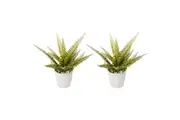 2x Cooper & Co Boston Artificial Indoor Decorative Plant Leafy Fern Green 30 cm