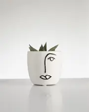 Succulent “Haworthoria” in Face Pot (60mm)