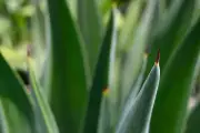 Aloe and Blue Agave Fragrance Oil