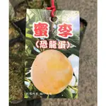 花囍園_水果苗—金色恐龍蛋(蜜李)--肉質細嫩~新品種上市 /4.5吋