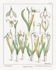 SNOWDROPS Antique Fine Art Giclee High Res 8x10 Botanical Print