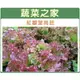 【蔬菜之家】A44.紅葉皺葉萵苣種子1500顆(廣東萵) 種子 園藝 園藝用品 園藝資材 園藝盆栽 園藝裝飾