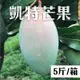 葉老爹果園 凱特芒果5斤*1箱_夏日水果派對