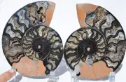 Large Black Ammonite PAIR Deep Crystals 110myo FOSSIL XXL 165mm 6.5" 9520cc