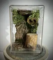 Handmade Jumping Spider Enclosure Nature Themed
