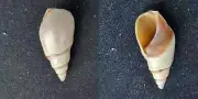 #EEE200 Bullia Callosa Wood, Jeffreys Bay S. Africa 31mm sea snail shell