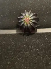 Paperweight Iridescent Sea Urchin BlueGreen Made In Canada Robert Held Art